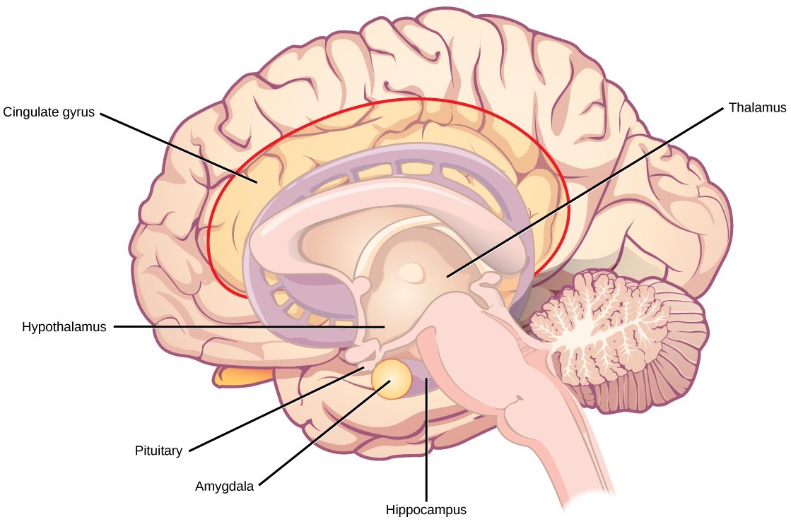 Diagram of the limbic system showing the amygdala inside the human brain