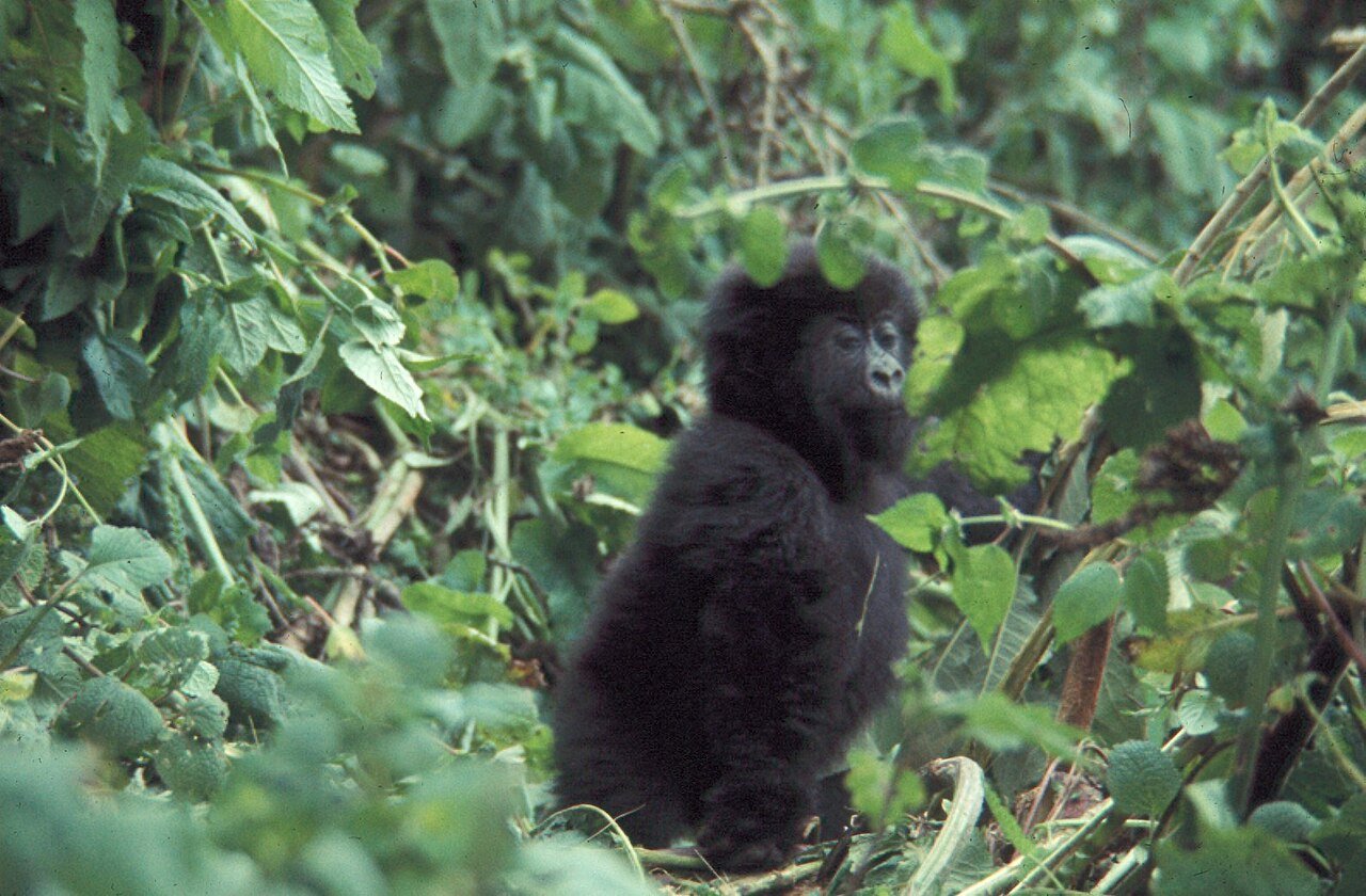 A gorilla standing in a forest, representing the unnoticed gorilla in the experiment