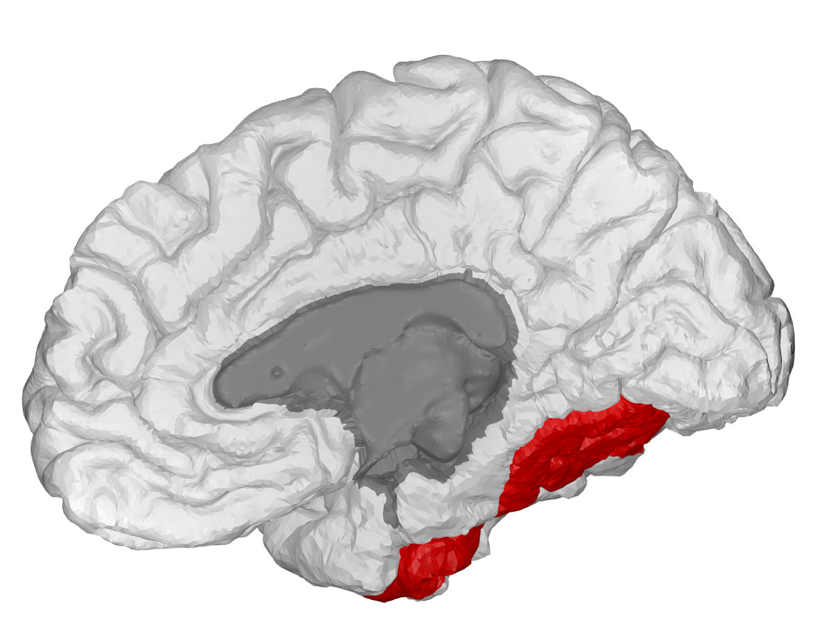 Diagram of the brain highlighting the fusiform face area