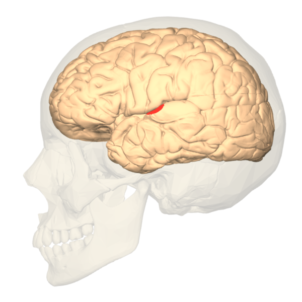 Diagram of the brain highlighting the auditory cortex