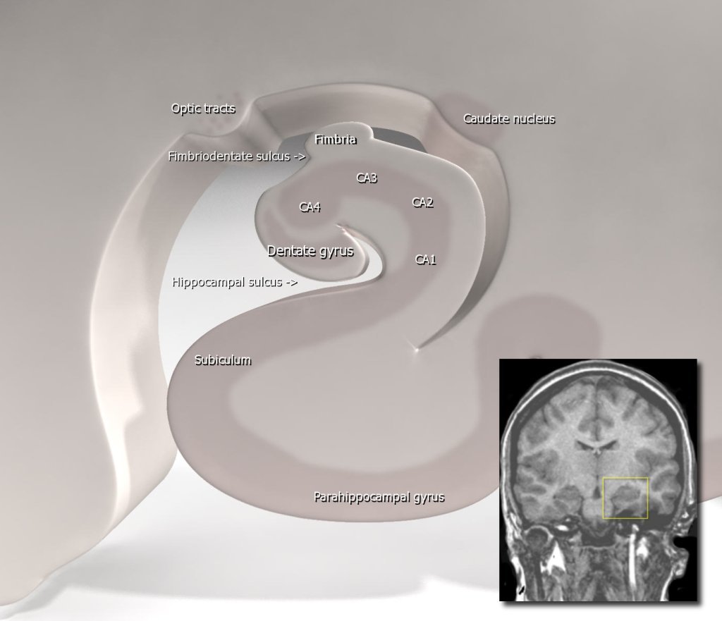 Medical image of the hippocampus in the human brain