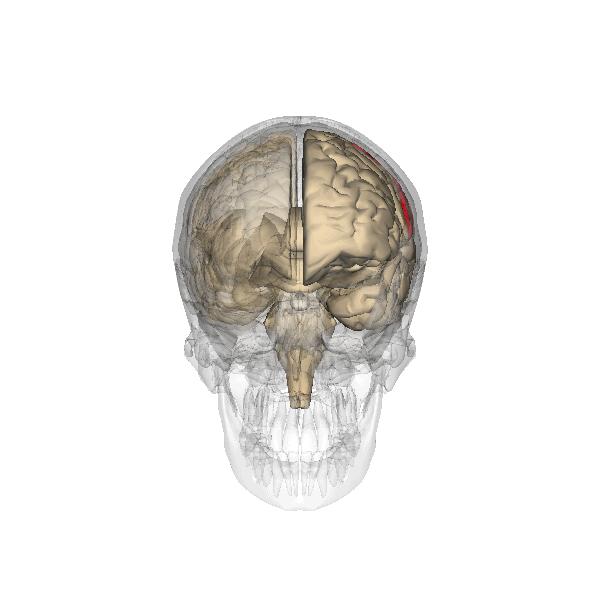 Diagram of the brain highlighting the parietal lobe