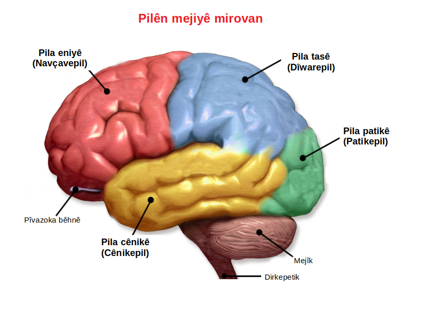 Diagram of the human brain