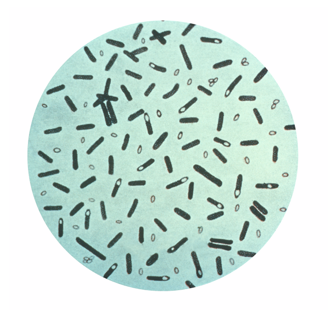 Photomicrograph of rod-shaped Clostridium botulinum bacteria